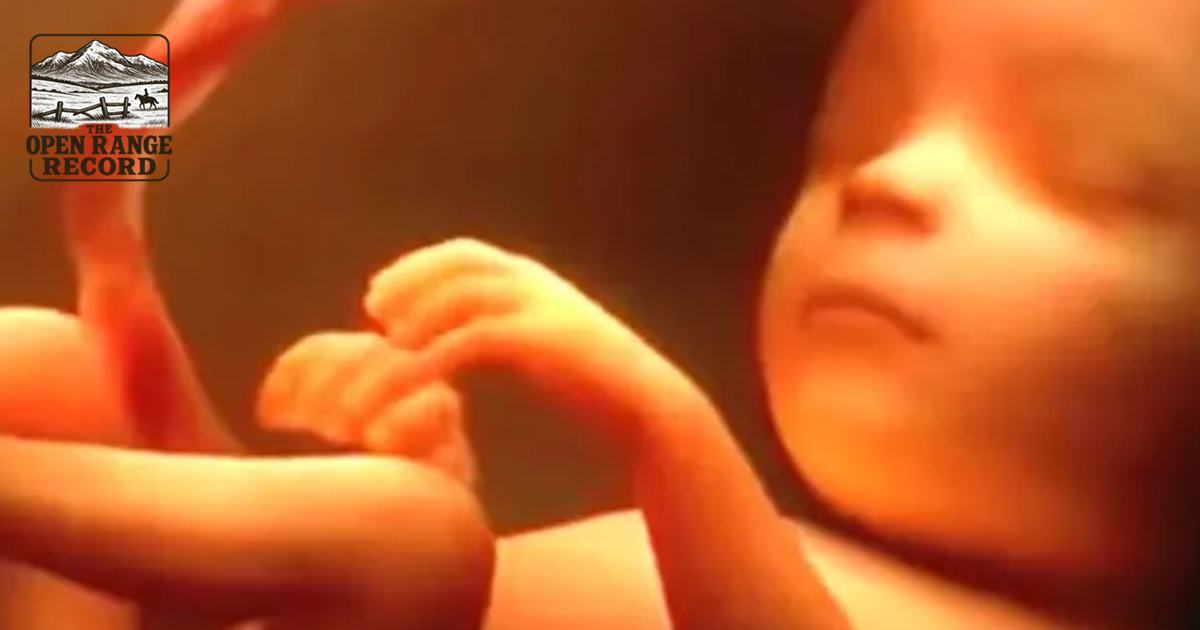 Picture of baby in the womb