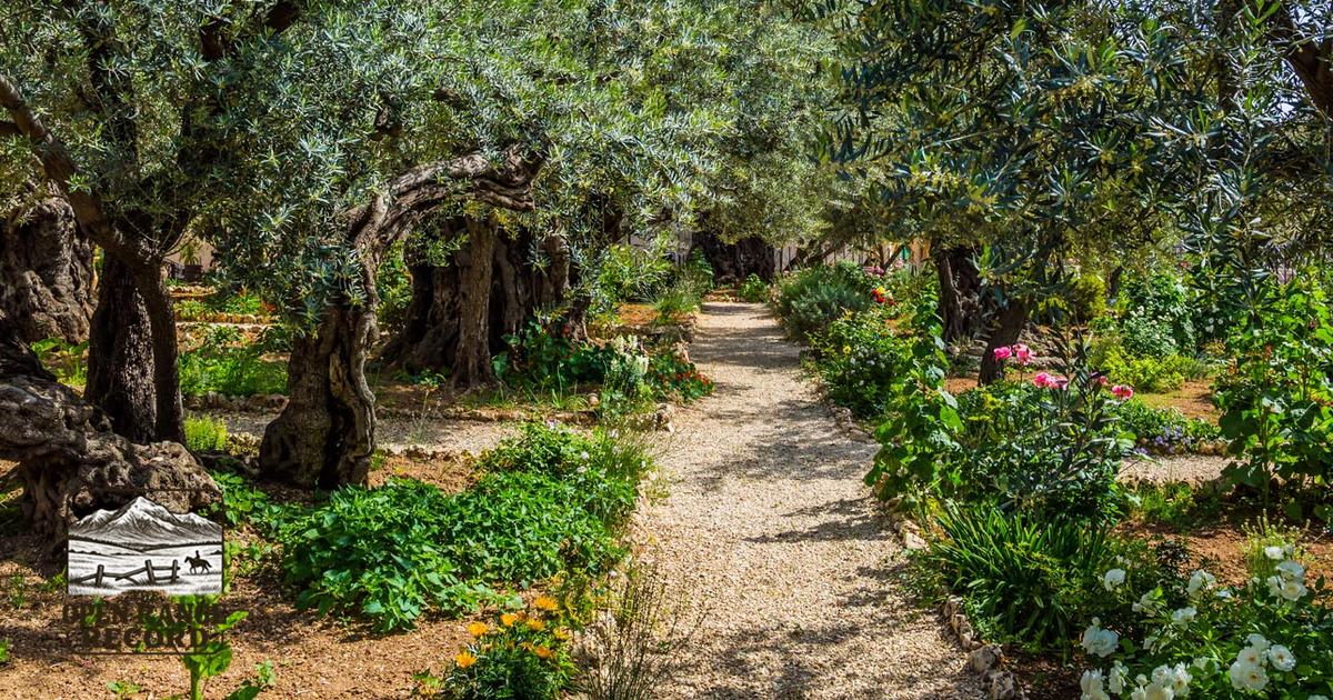 Garden of Gethsemane